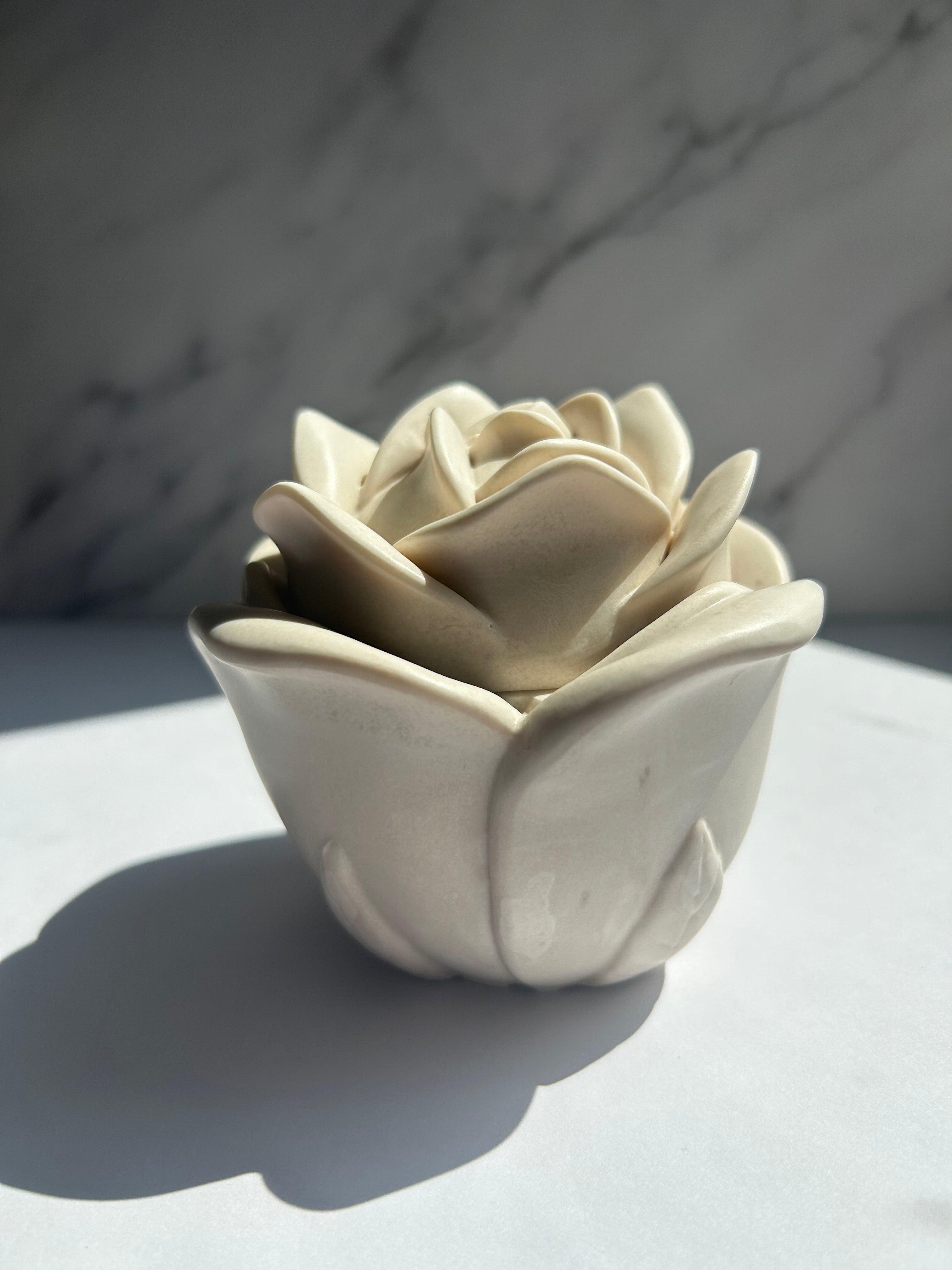 Rosendose - Cream-White